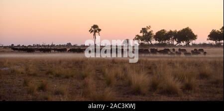 Troupeau de buffles africains ou de Cape Buffalo, Syncerus caffer, au coucher du soleil, Macatoo, Delta d'Okavango, Botswana Banque D'Images