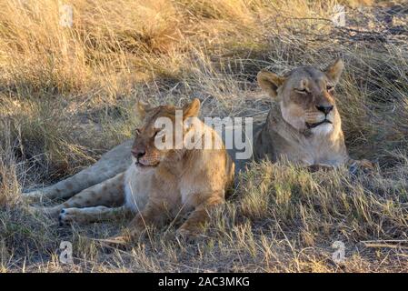 Lions, Panthera Leo, Macatoo, Delta D'Okavango, Botswana Banque D'Images