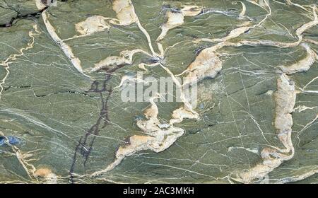 L'onagre green métamorphiques fortement pénétrée avec quartz dans les falaises côtières près de Sand Point près de Weston super Mare, sur la côte du Somerset UK Banque D'Images