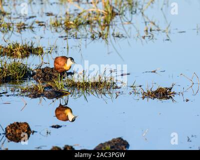 African Jacana, Actophidornis Africanus, Réserve Privée De Khwai, Delta D'Okavango, Botswana Banque D'Images