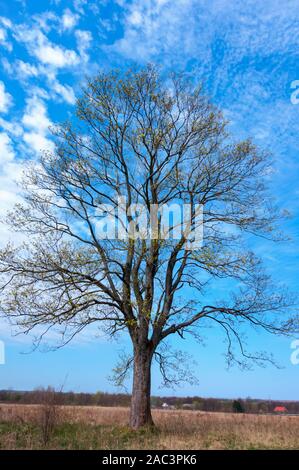 Un arbre solitaire contre le ciel, un arbre sans feuilles symétriques Banque D'Images