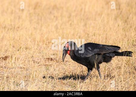 Hornbill, Bucorvus Leadbeateri, Réserve Privée De Khwai, Delta D'Okavango, Botswana. Également connu sous le nom de Bucorvus cafer