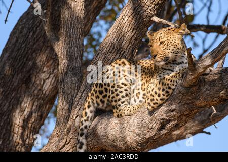 Femme Leopard, Panthera pardus, dans un arbre, Réserve privée de Khwai, Delta d'Okavango, Botswana Banque D'Images