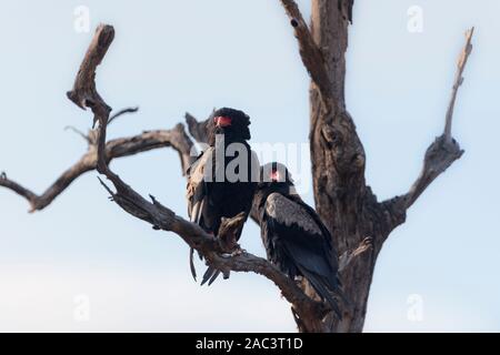 Aigle Bateleur couple paire Banque D'Images