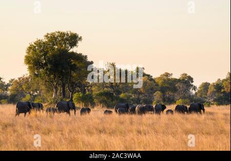 Éléphant D'Afrique, Loxodonta Africana, Macatoo, Delta D'Okavango, Botswana Banque D'Images