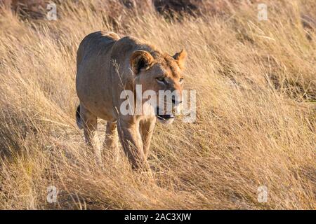 Lion, Panthera Leo, Macatoo, Delta D'Okavango, Botswana Banque D'Images