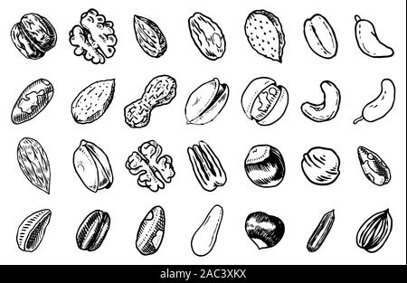 Mélanger les écrous arrière-plan. Et les graines de maïs et de céréales, des granules. Noisettes, noix, amandes. Concept alimentaire. Vue d'en haut. Vintage poster. Croquis dessinés à la main, gravée Illustration de Vecteur