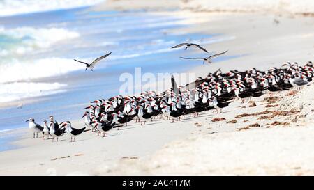 Troupeau de skimmer Rynchops niger, noir, sur la plage, Sanibel Island, Floride, USA Banque D'Images