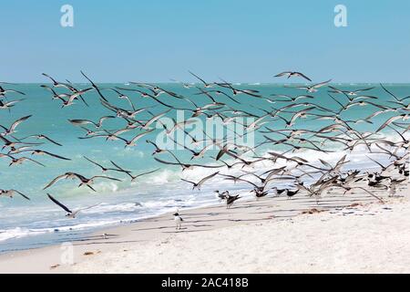 Flying flock of black skimmer sur le beach, Florida, USA Banque D'Images