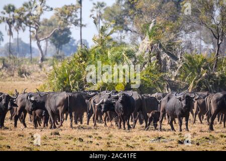 Troupeau de buffles africains ou de Cape Buffalo, Syncerus caffer, Macatoo, Delta d'Okavango, Botswana Banque D'Images