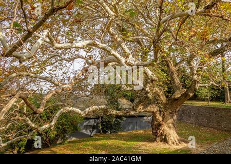 Platanus ou platane. L'automne dans la nature, les feuilles tombées de l'arbre jaune Banque D'Images