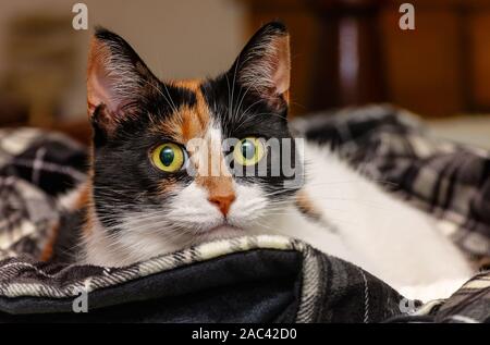 Citrouille, quatre-année-vieux chat calico, repose sur une couverture à carreaux, Novembre 22, 2019, dans la région de Coden, Alabama. Environ 99. 9 pour cent des les calicots sont des femmes. Banque D'Images