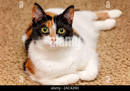 Citrouille, quatre-année-vieux chat calico, repose sur le sol avec ses pattes gondolé, 22 novembre 2019, dans la région de Coden, Alabama. Banque D'Images