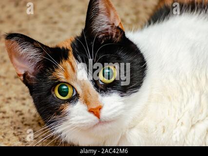 Citrouille, quatre-année-vieux chat calico, consulte de pondre sur le plancher, Novembre 22, 2019, dans la région de Coden, Alabama. Banque D'Images