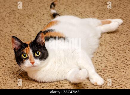 Citrouille, quatre-année-vieux chat calico, repose sur une moquette avec sa patte posée, Novembre 22, 2019, dans la région de Coden, Alabama. Banque D'Images