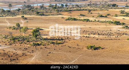 Vue aérienne d'un troupeau de buffles africains ou de Cape Buffalo, Syncerus caffer, Macatoo, Delta d'Okavango, Botswana Banque D'Images