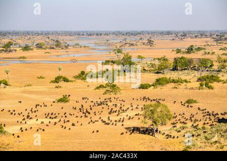 Vue aérienne d'un troupeau de buffles africains ou de Cape Buffalo, Syncerus caffer, Macatoo, Delta d'Okavango, Botswana Banque D'Images