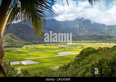 Vue paysage de Hanalei Valley depuis le belvédère situé sur l'île de Kauai, Hawaii. L'île de Kauai est située dans l'océan Pacifique. Banque D'Images