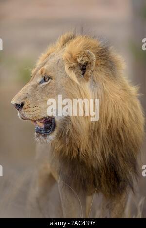 Lion portrait Banque D'Images