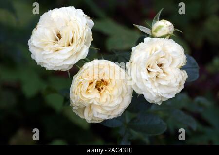 Rokoko citron crémeux belle roses. Des fleurs dans un jardin en conditions naturelles dans la verdure, sous le ciel ouvert. Banque D'Images
