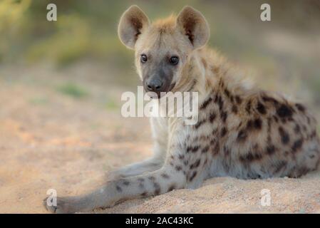 Portrait de hyène en pleine nature, l'hyène cub, meilleure hyène Banque D'Images