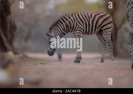 Portrait, Zebra Zebra calf Banque D'Images
