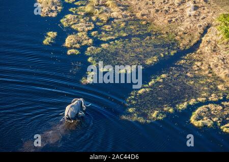 Vue aérienne de l'éléphant d'Afrique, Loxodonta africana, traversant l'eau, Macatoo, Delta d'Okavango, Botswana Banque D'Images