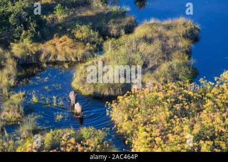 Vue aérienne de l'éléphant d'Afrique, Loxodonta africana, traversant l'eau, Macatoo, Delta d'Okavango, Botswana Banque D'Images