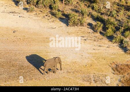 Vue aérienne de l'éléphant d'Afrique, Loxodonta africana, et ombre, Macatoo, Delta d'Okavango, Botswana Banque D'Images