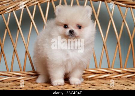 Chiots spitz mignon . couleur beige. petit. Banque D'Images