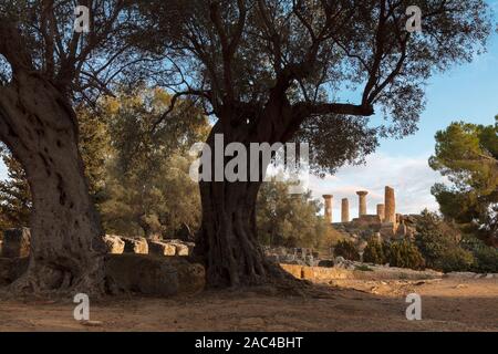 Vue sur le temple d'Héraclès et de vieux oliviers dans la vallée des temples (Valle dei Templi) à Agrigente (Akragas). Sicile, Italie Banque D'Images