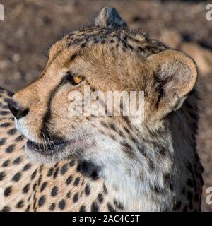 Portrait guépard en Afrique au Botswana, Mashatu Banque D'Images