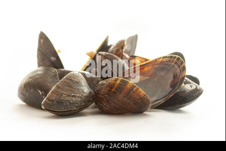 Groupe d est fermée et vide ouvrez les moules coquillages sur fond blanc. Focus sélectif. Banque D'Images