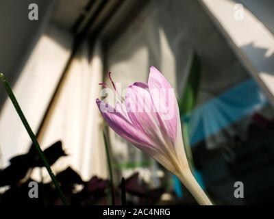 Vue de côté en fleur fleur de crocus avec de beaux pétales violet rose Banque D'Images