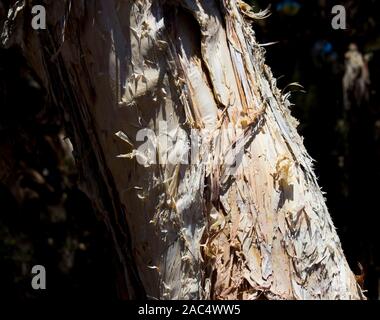 Melaleuca quinquenervia, paperbark à larges feuilles, écorce de papier arbre à thé, niaouli, arbre ou punk une petite à moyenne taille arbre de famille des Myrtaceae, . Banque D'Images