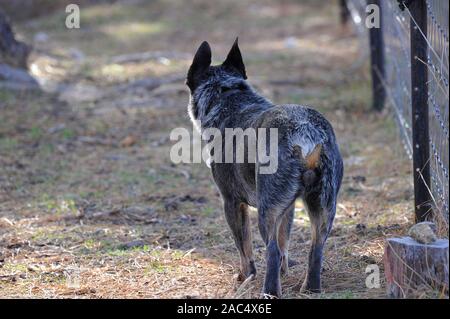 Australian stumpy queue de chien de bétail dans une ferme à emmaville dans le nord de la Nouvelle-Galles du Sud, Australie Banque D'Images