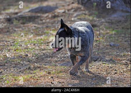 Australian stumpy queue de chien de bétail dans une ferme à emmaville dans le nord de la Nouvelle-Galles du Sud, Australie Banque D'Images