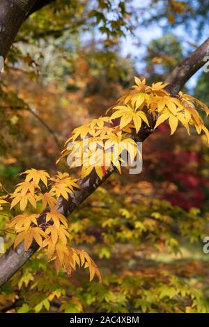 Acer pectinatum ssp. 'Amoenum'. L'érable japonais 'Amoenum' les feuilles des arbres en automne Banque D'Images
