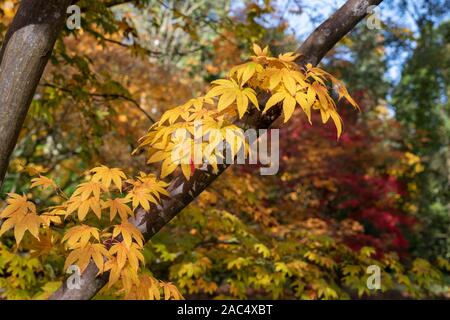 Acer pectinatum ssp. 'Amoenum'. L'érable japonais 'Amoenum' les feuilles des arbres en automne Banque D'Images