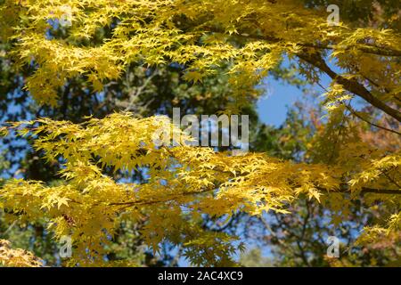 Acer palmatum 'Eddisbury'. Écorce corail 'érable' Eddisbury en automne feuillage Banque D'Images