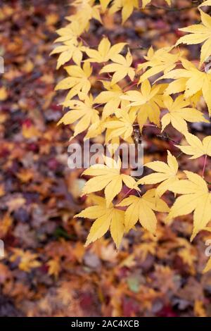 Acer pectinatum ssp. 'Amoenum'. L'érable japonais 'Amoenum' les feuilles des arbres en automne Banque D'Images