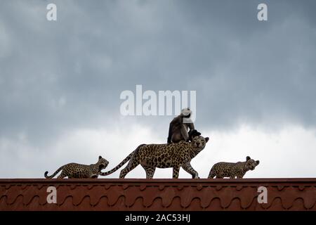 Scène de la faune drôles ou langur Gray langur Hanuman assis sur la tête factice leopard mère avec des petits à l'entrée principale de la forêt jhalana jaipur Banque D'Images