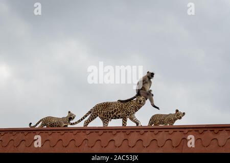 Scène de la faune drôles ou langur Gray langur Hanuman assis sur la tête factice leopard mère avec des petits à l'entrée principale de la forêt jhalana jaipur Banque D'Images