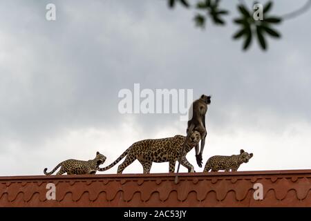 Scène de la faune drôles ou langur Gray langur Hanuman assis sur la tête factice leopard mère avec des petits à l'entrée principale de la forêt jhalana jaipur Banque D'Images