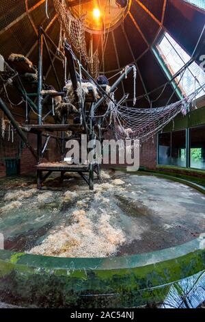 Les chimpanzés de dormir dans le but accueil pour eux au Zoo de Chester Chester, Royaume-Uni. Banque D'Images