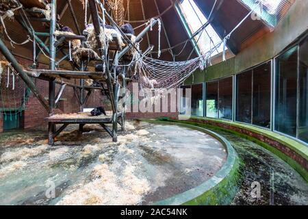 Les chimpanzés de dormir dans le but accueil pour eux au Zoo de Chester Chester, Royaume-Uni. Banque D'Images