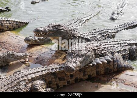 Les crocodiles se sont réunis pour se nourrir, ils sont en attente pour l'alimentation. Les crocodiles dans l'étang et rendez-vous sur terre. Ferme de crocodiles. Culture des crocodiles. Crocodil Banque D'Images