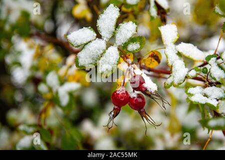 Neige inattendue à l'automne. Bush de rose musquée aux fruits rouges et feuilles vertes couvertes de neige. Feuilles enneigées en hiver Banque D'Images