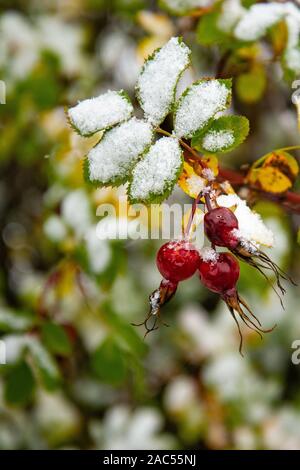 Neige inattendue à l'automne. Bush de rose musquée aux fruits rouges et feuilles vertes couvertes de neige. Feuilles enneigées en hiver Banque D'Images