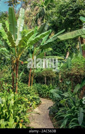Sentier étroit à travers forêt jungle luxuriante tropicale avec palmiers, bananiers Banque D'Images